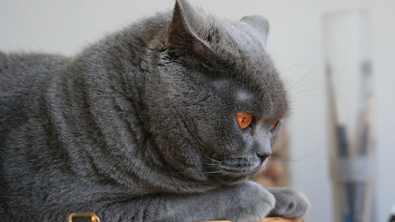 cat, briton, lie, face, 4k