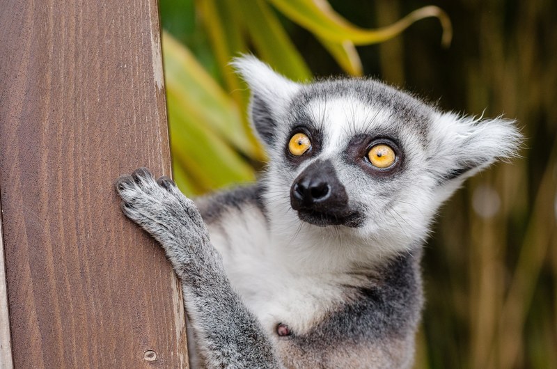 lemur ring tailed lemur primate mammal fur grey 4k