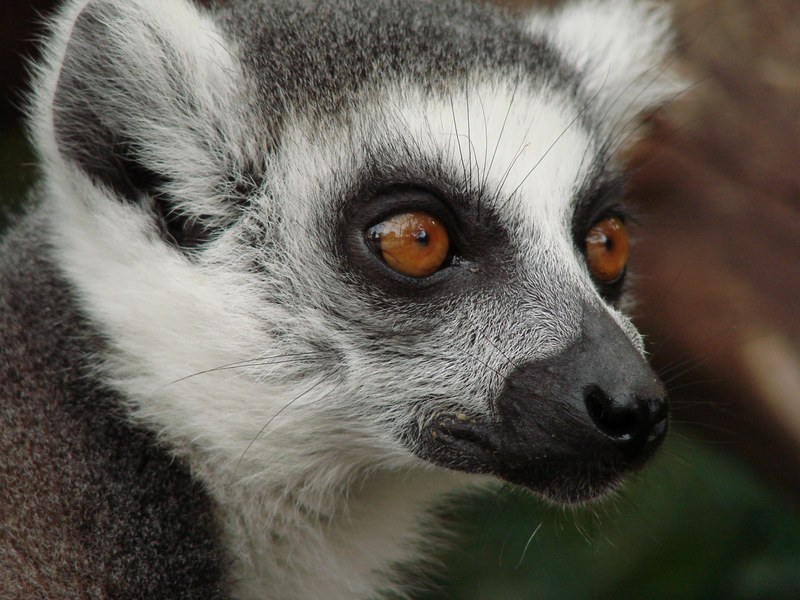 lemur madagascar monkey animal world mammal cute 4k