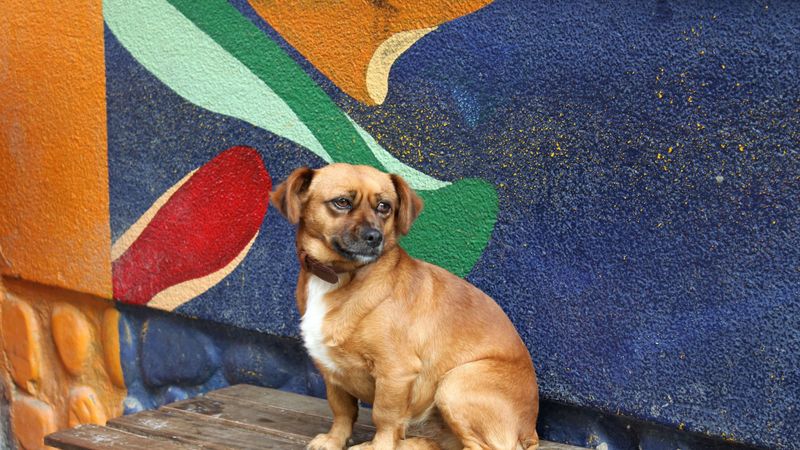 dog, puppy, small, bench, sit, 4k