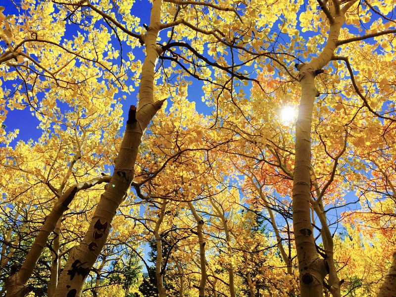 leaves fall au autumn season tree 4k