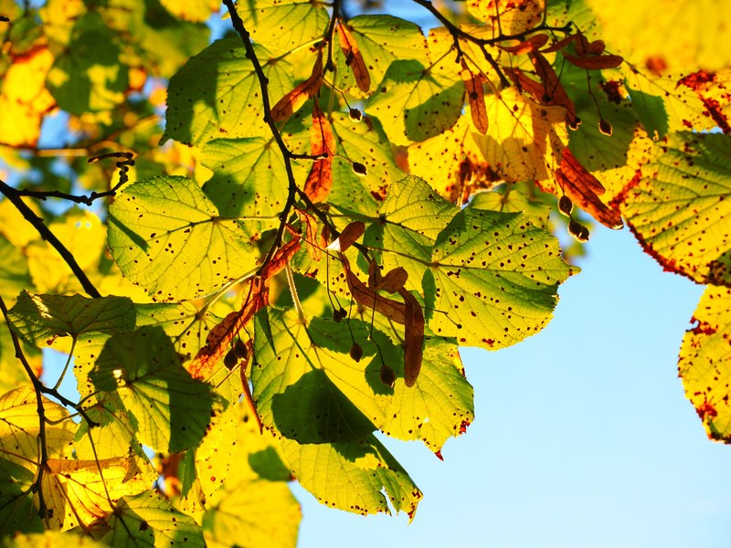 leaves autumn sunny colorful fall color 4k