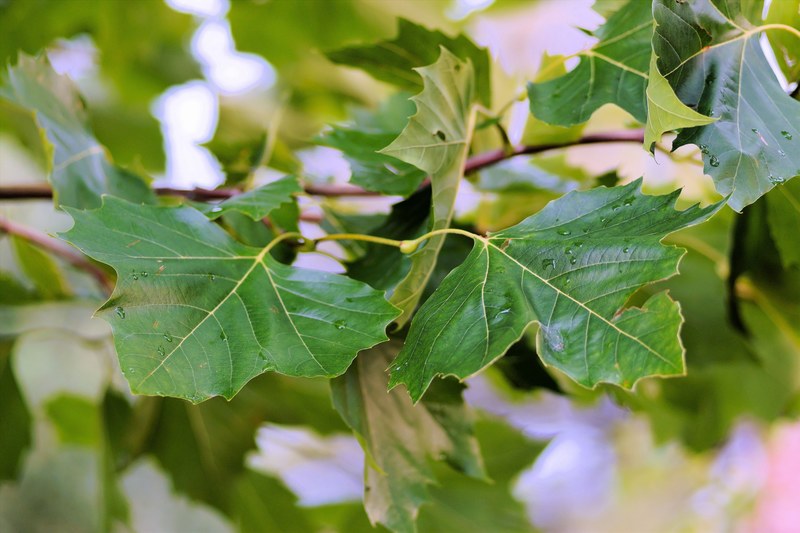 leaves branches canopy chestnut tree green all 4k