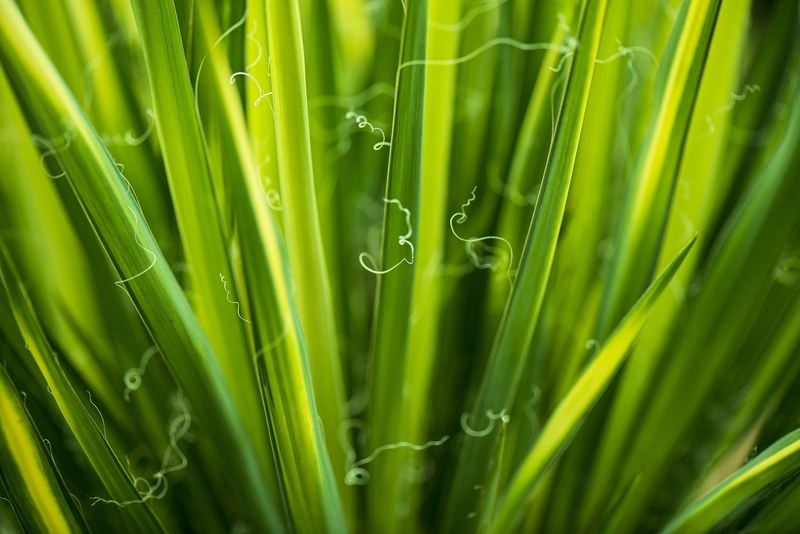leaves green environmental flora botany eco 4k