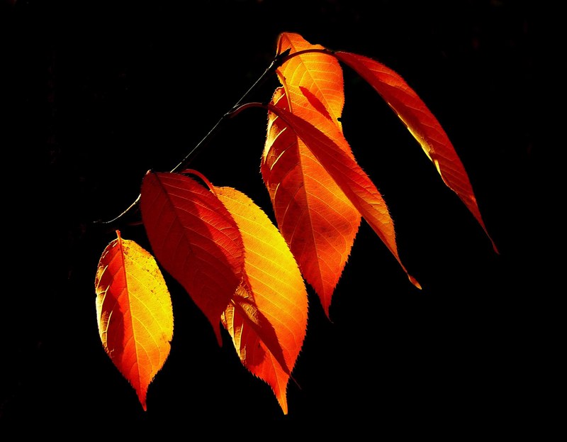 leaves autumn fall foliage golden autumn october 4k