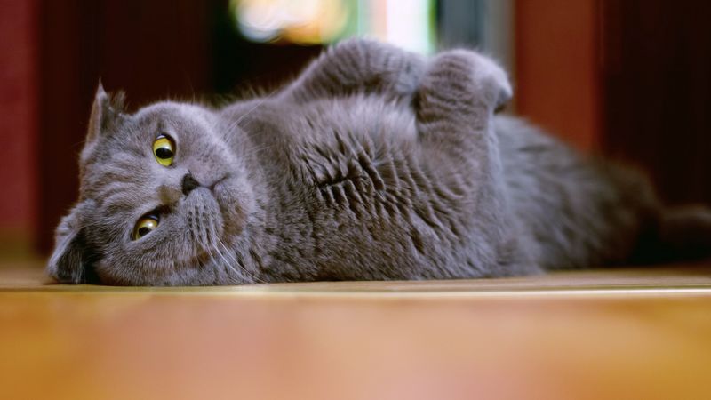 cat, flap-eared, brit, lie, 4k