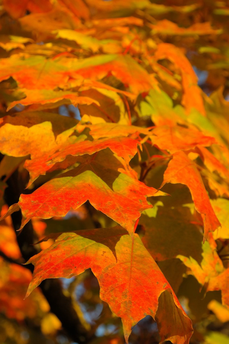 leaves canopy autumn fall color branch maple 4k