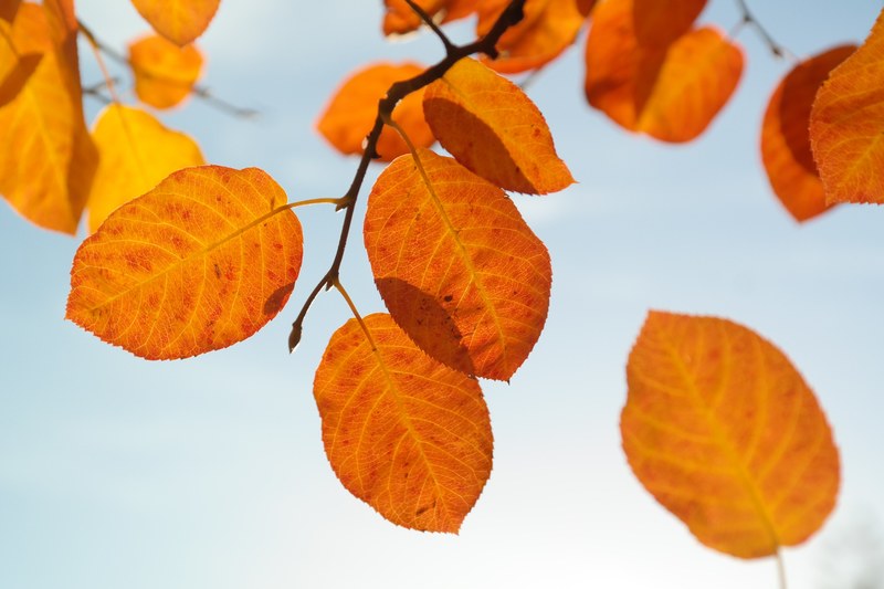 leaves autumn orange red blood red fall foliage 4k
