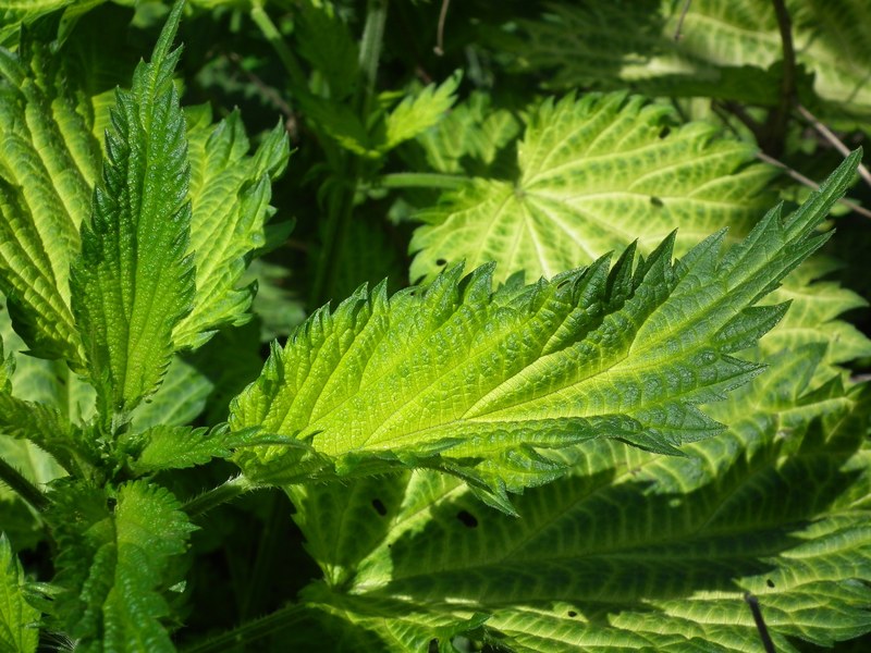 leaves nettle green scratchy greens grass 4k