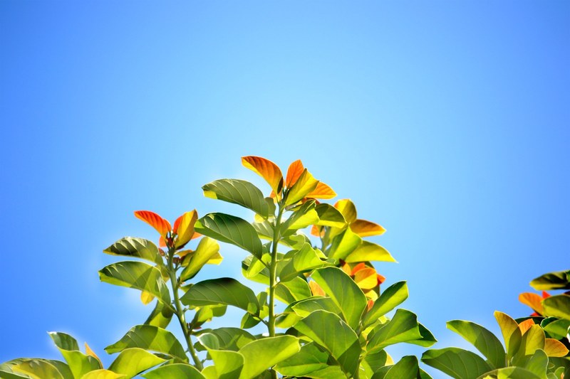 leaves blue sky summer bright day sunny day 4k