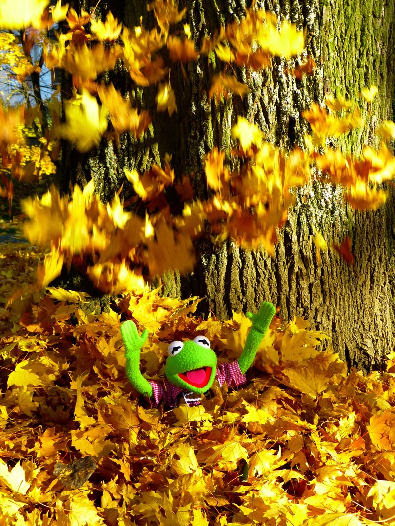 leaves colorful sheet rain fun kermit frog 4k