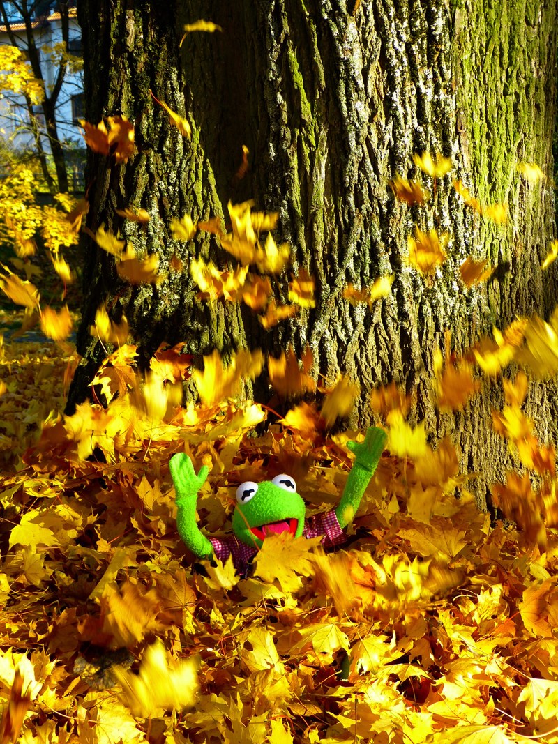 leaves colorful sheet rain fun kermit frog 4k