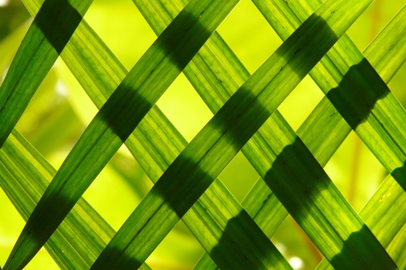 leaves green shadow play 4k