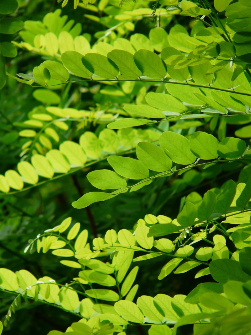 leaves green common maple robinia pseudoacacia 4k
