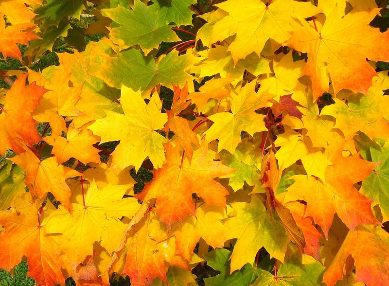 leaves autumn fall colorful yellow orange season 4k