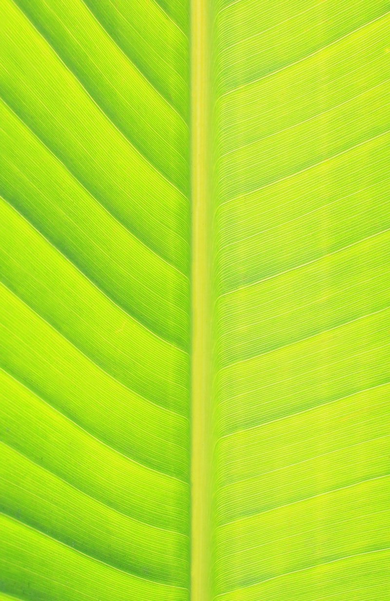 leaf green nature green leaf banana leaf spring 4k