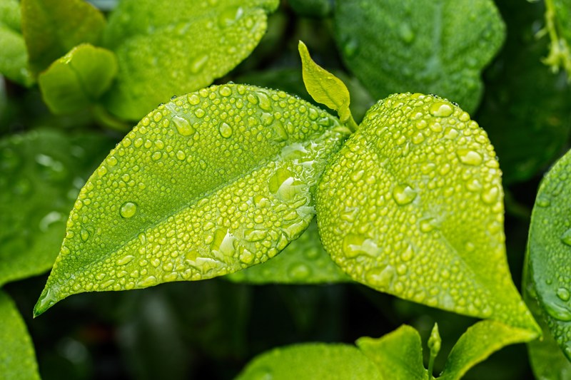 leaf green foliage green leaves green leaf nature 4k