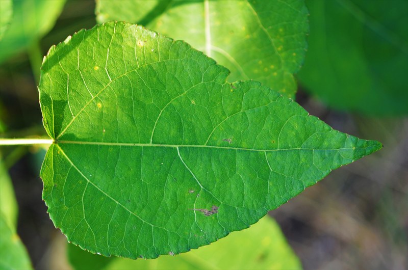 leaf green green leaf green leaves summer nature 4k