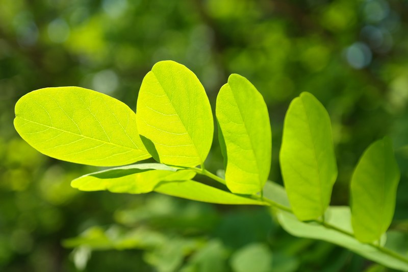 leaf green leaf veins filigree leaf structures 4k