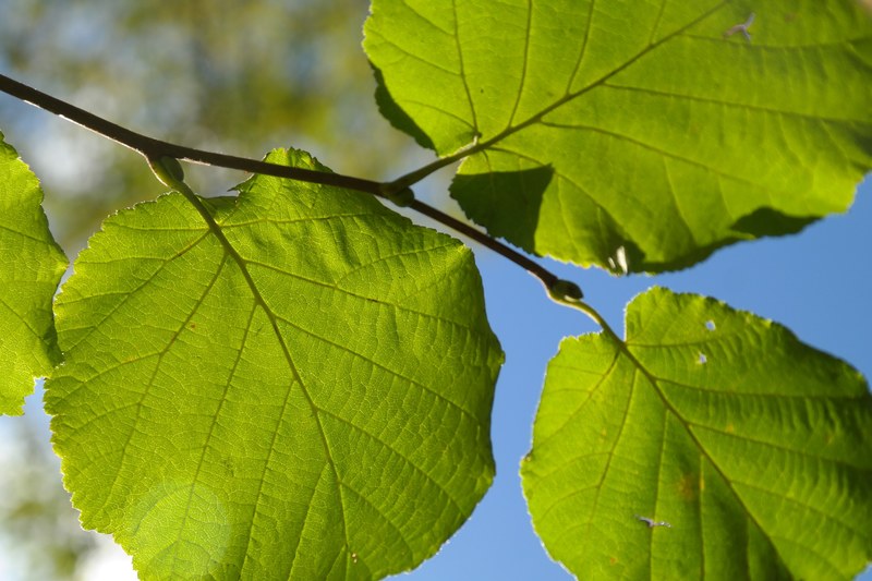 leaf green branch back light hazelnut leaf 4k