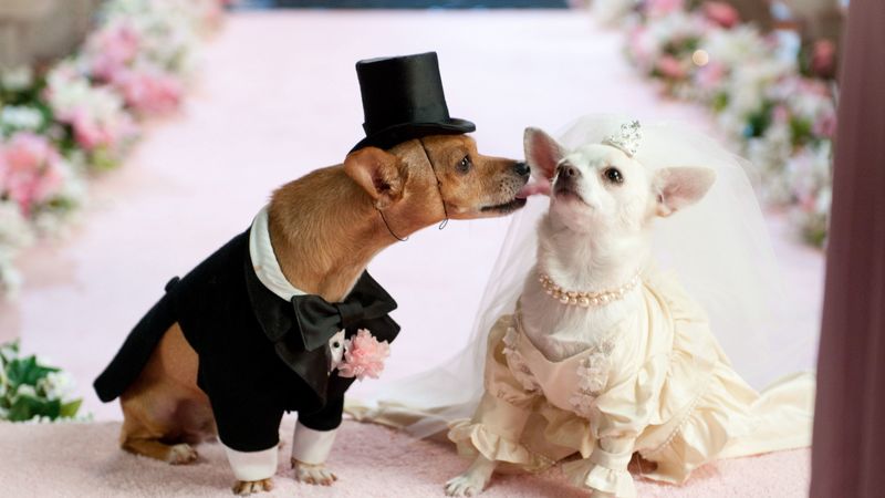 dog, couple, wedding, dress, 4k