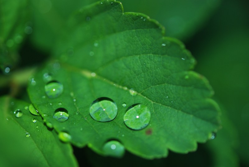 leaf droplet water dew drops nature green 4k