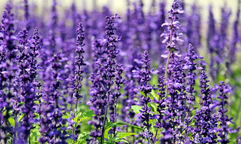 lavender flowers purple flowers blue flowers nature 4k