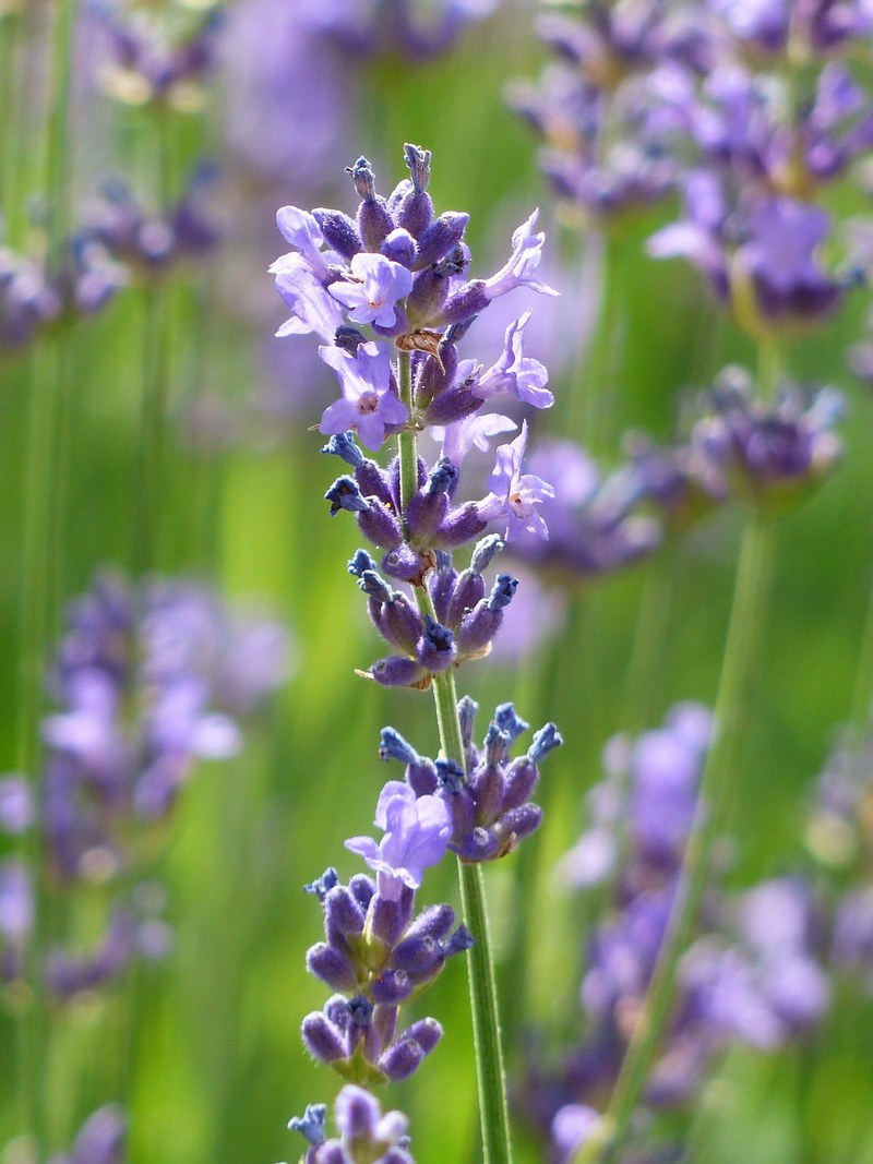 lavender lavender flowers purple violet 4k