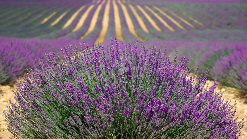 lavender lavender field french lavender purple 4k