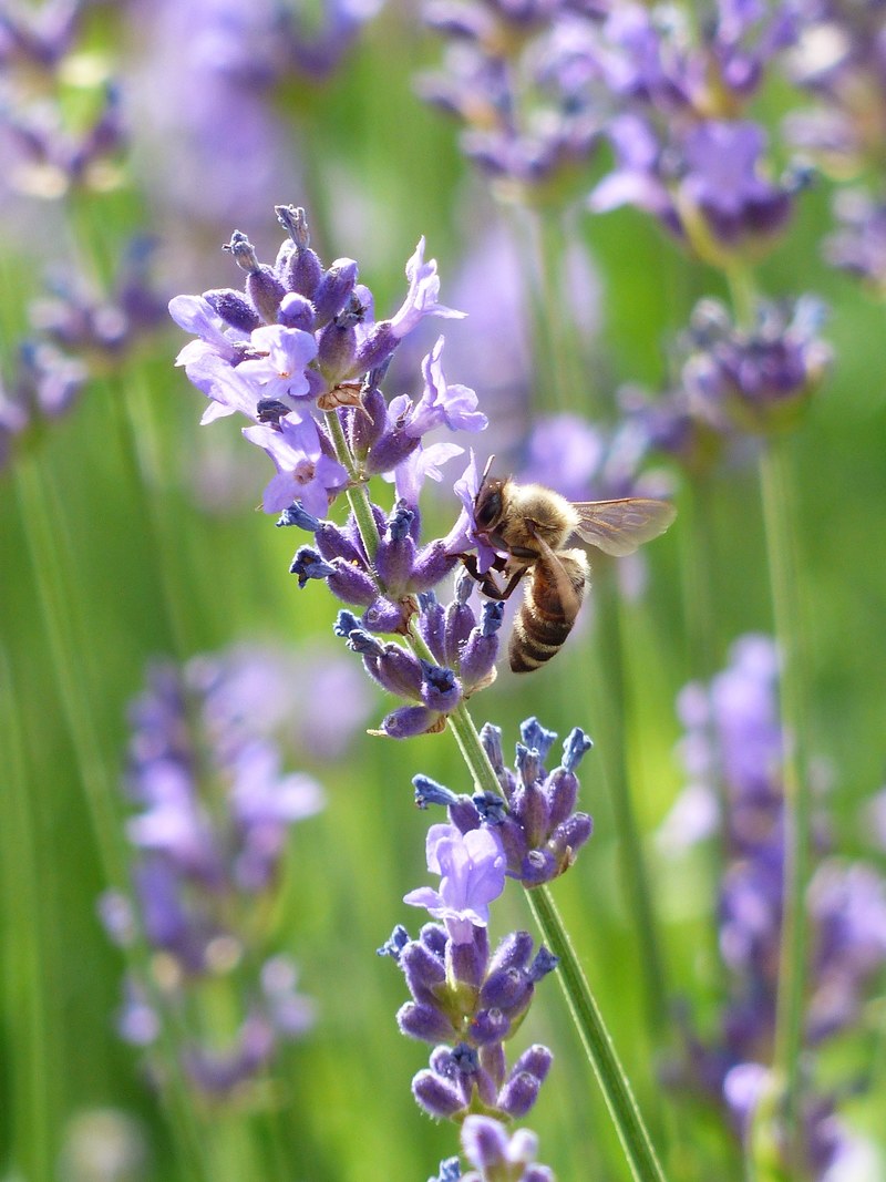 lavender lavender flowers bee pollination insect 4k