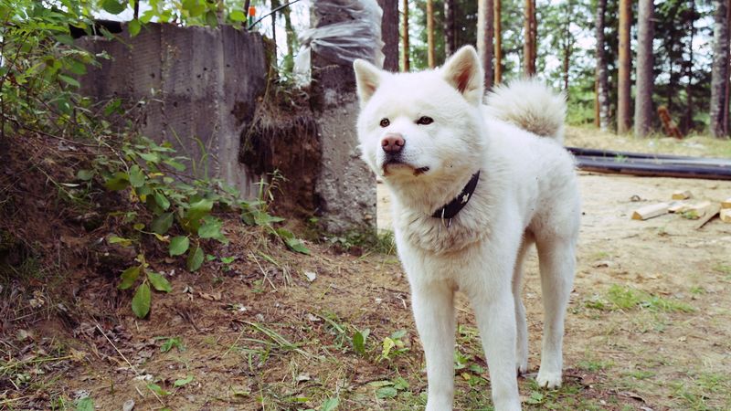 dog, stand, grass, path, collar, 4k