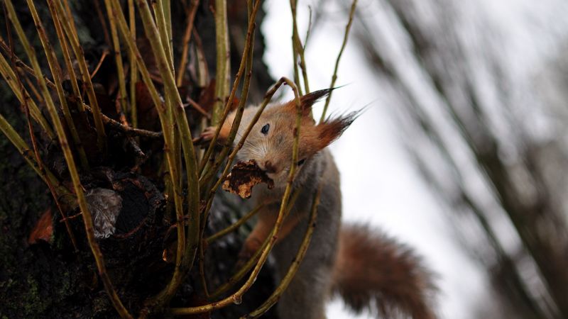 squirrel, grass, climb, 4k
