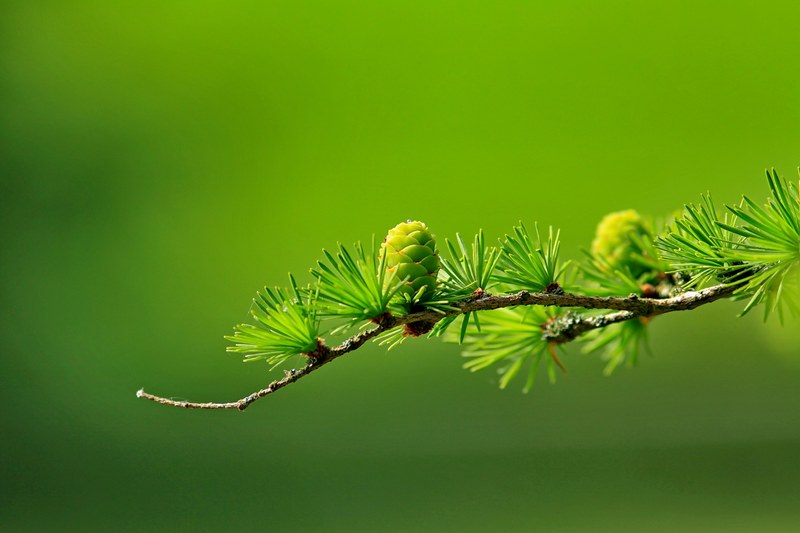 larch conifer cone branch tree nature conifer 4k