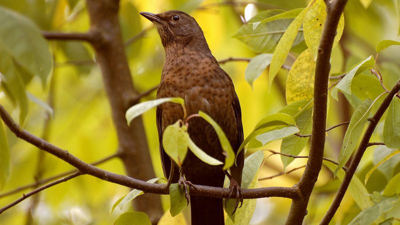 bird, branches, leaves, waiting, 4k