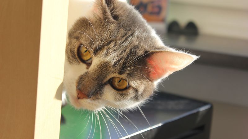cat, muzzle, look out, ears, 4k