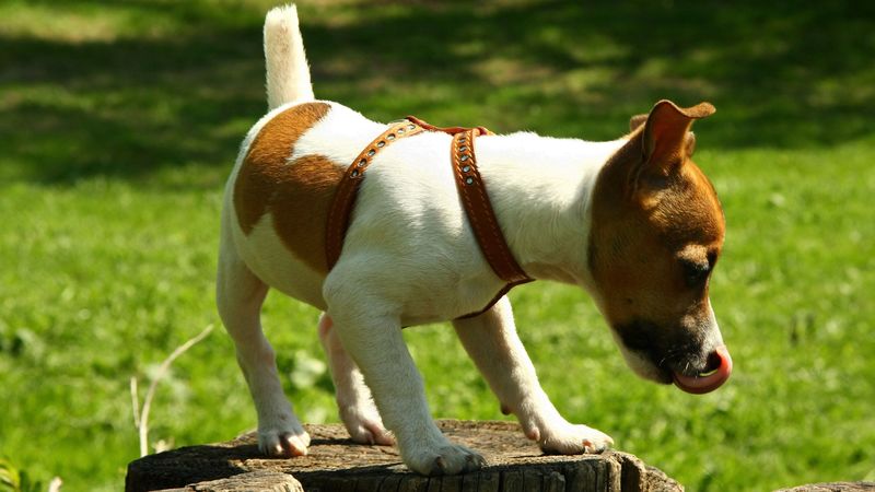 dog, hemp, climbing, spotted, 4k