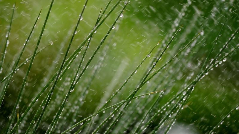 grass, macro, snow, drops, 4k