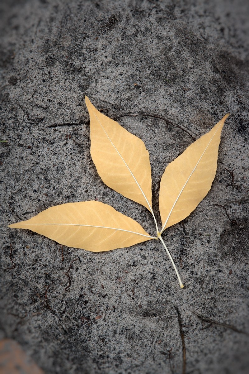 land sheet yellow closeup leaves dry leaves plant 4k