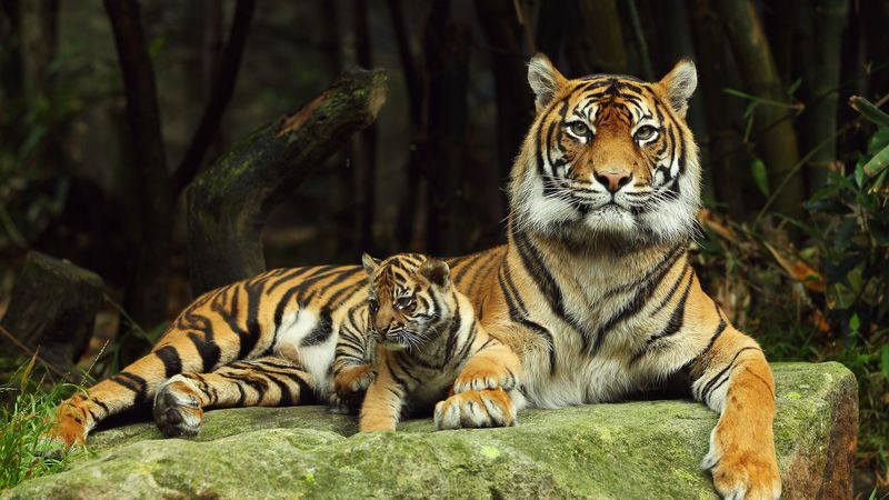 tiger, tiger cub, lying down, couple, caring, 4k