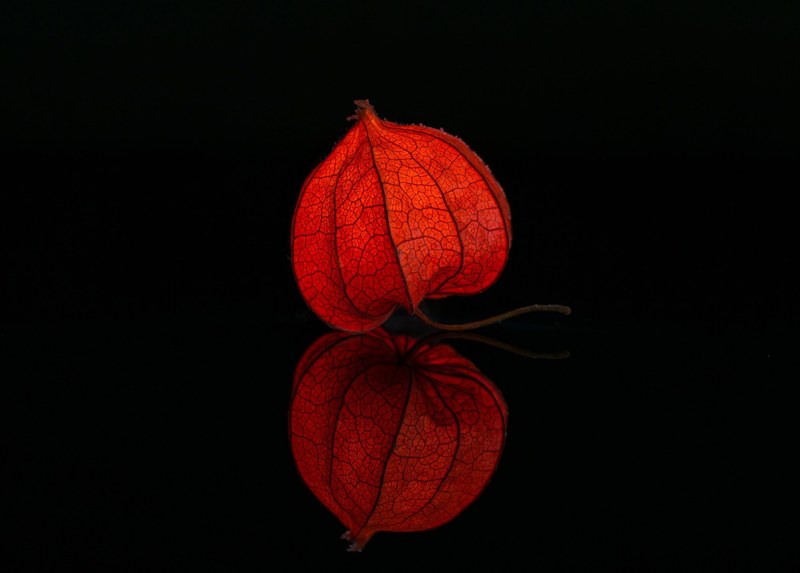 lampionblume illuminated studio physalis toxic 4k