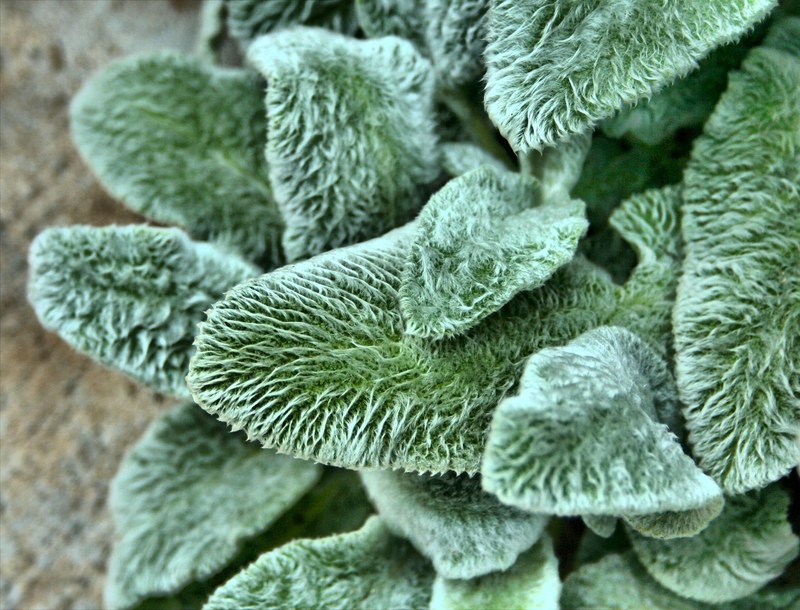 lambs ear texture fuzzy plant garden ground cover 4k