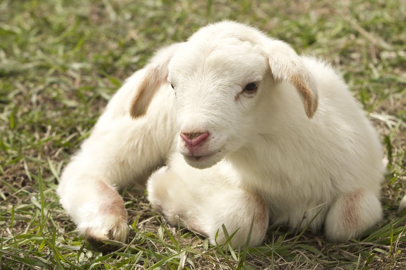 lamb farm sheep livestock 4k