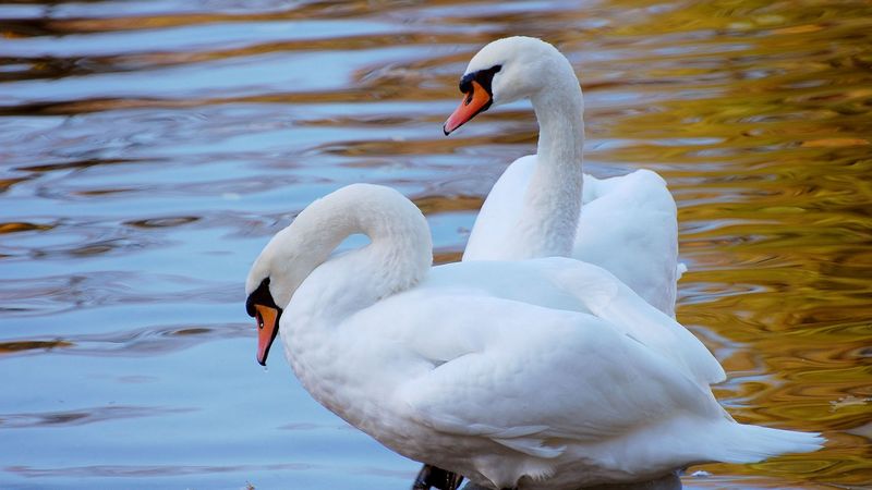 swans, couple, water, beach, 4k