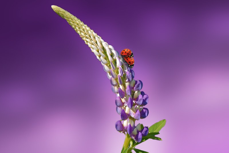 ladybug flower blossom bloom spring nature plant 4k