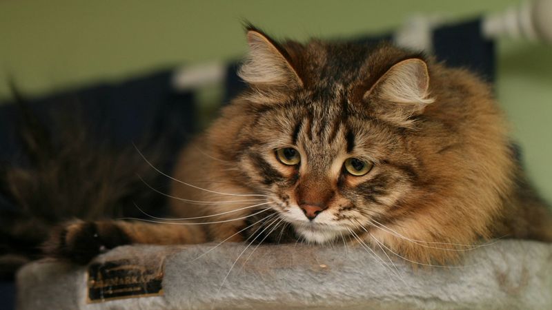cat, fluffy, look, watch, 4k