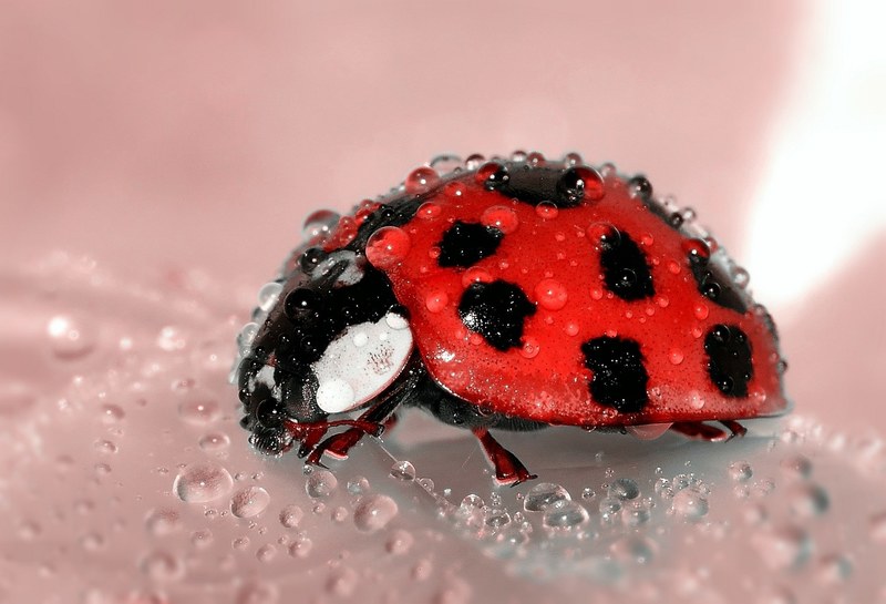 ladybug beetle insect lucky charm red points 4k