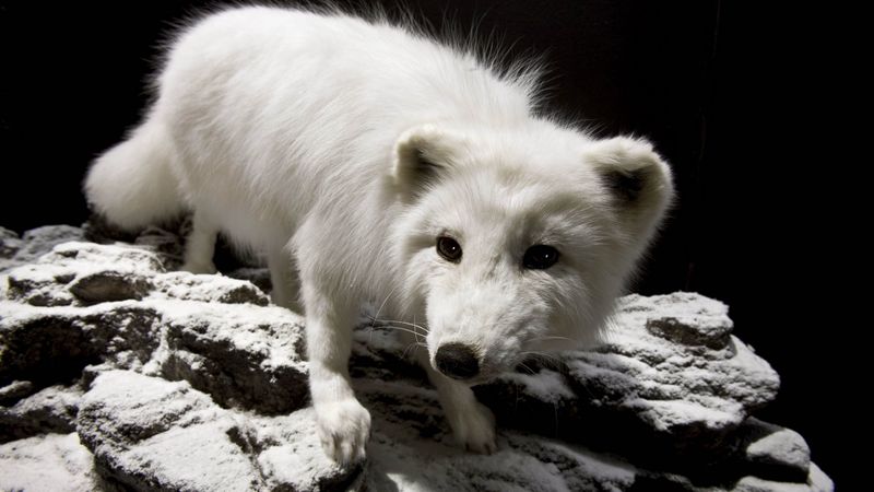polar fox, face, eyes, 4k