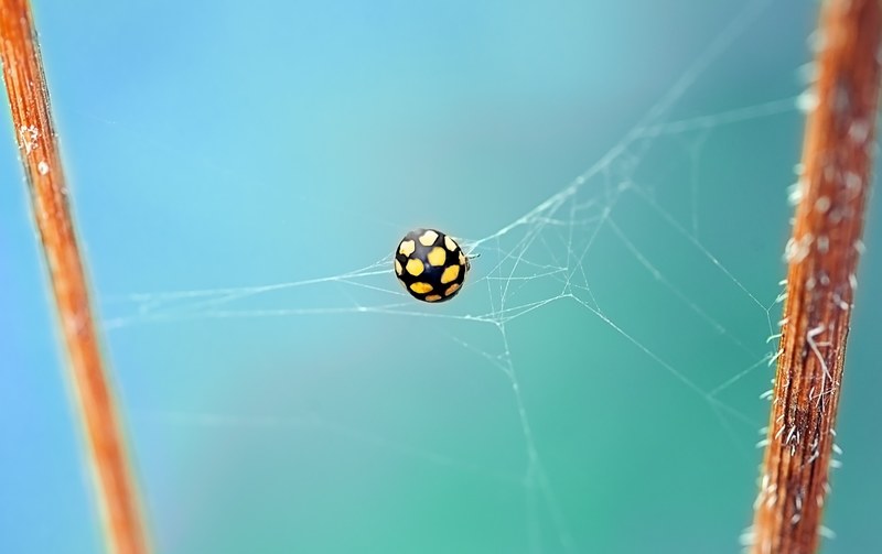 ladybug beetle yellow points dry grassland ladybug 4k