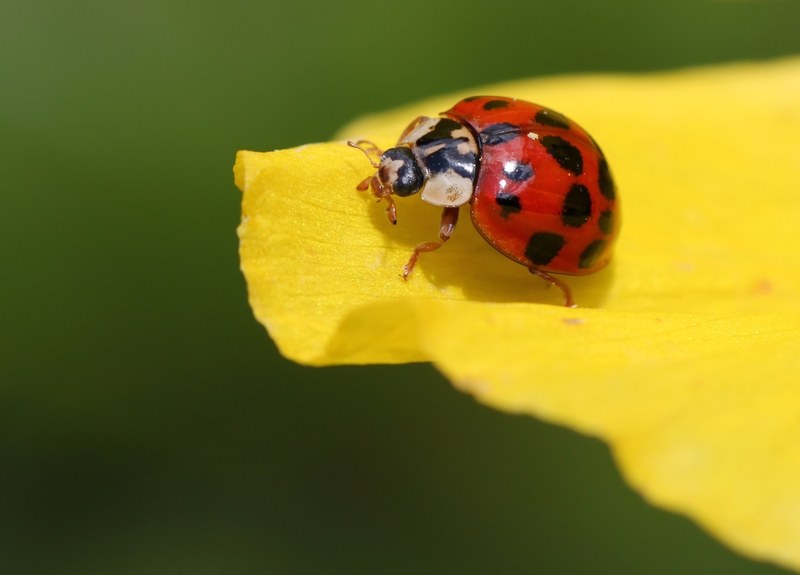 ladybug beetle blossom bloom points insect nature 4k