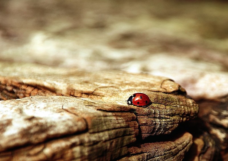 ladybug brown nature beetle insect lucky charm 4k
